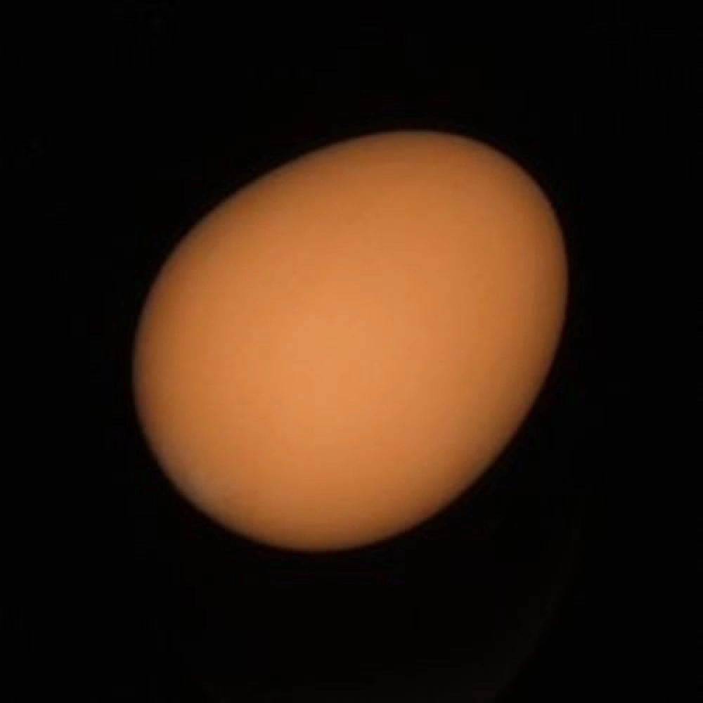 Uovo in plastica - Super Plastic Egg (Marrone)