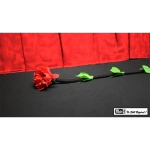 Fresh Flower by Mr. Magic