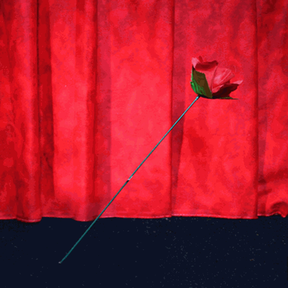 Torch to Rose by Mr. Magic