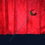 Torch to Rose by Mr. Magic