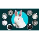 Rabbit Spring Animal by Magic Masters