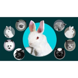 Rabbit Spring Animal by Magic Masters