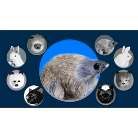 Judy Mouse Finger Puppet by Magic Masters