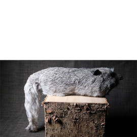 Silver Fox Spring Animal by Magic Masters