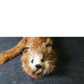 Red Fox Spring Animal by Magic Masters