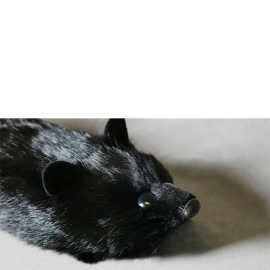 Black Fox Spring Animal by Magic Masters