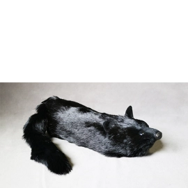 Black Fox Spring Animal by Magic Masters