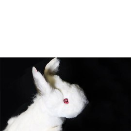 Rabbit Spring Animal by Magic Masters