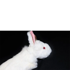 Rabbit Spring Animal by Magic Masters