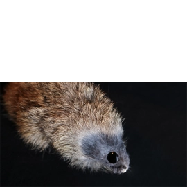 Judy Mouse Finger Puppet by Magic Masters