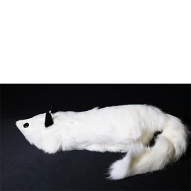White Fox Spring Animal by Magic Masters
