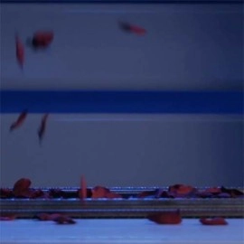 Visual Matrix AKA Rose Act  Valorous Silver (Gimmick and Online Instructions) by Will Tsai and SansMinds