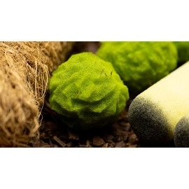 Cannabis Sponge Balls and Never Ending Spliffs (Gimmicks and Online Instructions) by Adam Wilber