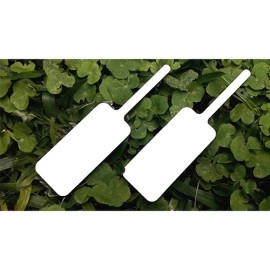 MAGIC BOARD PADDLE by Dar Magia