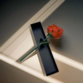 Rainbow Rose by JL Magic