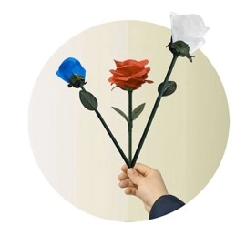 Rainbow Rose by JL Magic