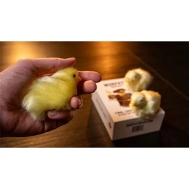 THE FINAL LOAD (Baby Chicks) by Murphy's Magic