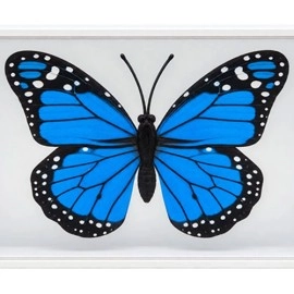 Omni Butterfly by Hyde Ren & Bacon Magic